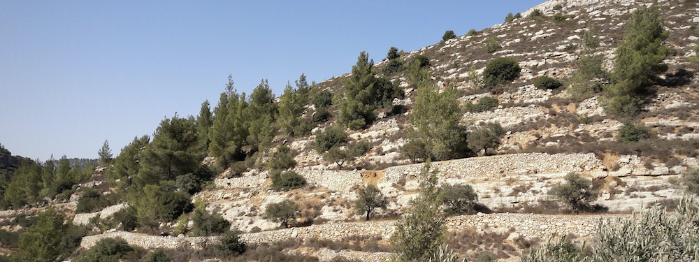 Olivengarten Israel